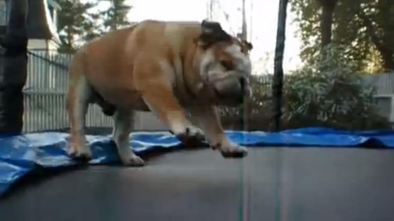 "Bulldog on trampoline" video on YouTube.
