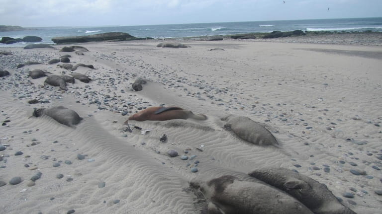 Dead elephant seals line the beach at Punta Delgada, Chubut,...