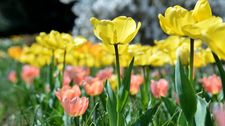Tulips and spring flowers invite visitors to take a closer...