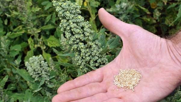 Quinoa is a grain high in fiber.