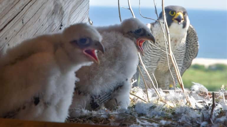 Two healthy peregrine falcon chicks hang out with their mom...