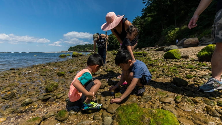 Searching for live crabs, museum educator Dimitria Patrikis shows Anderson,...