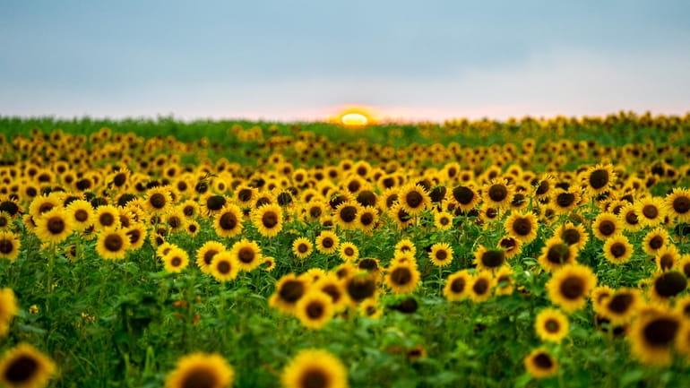 The sunflower field owned by the Sidor family will not...