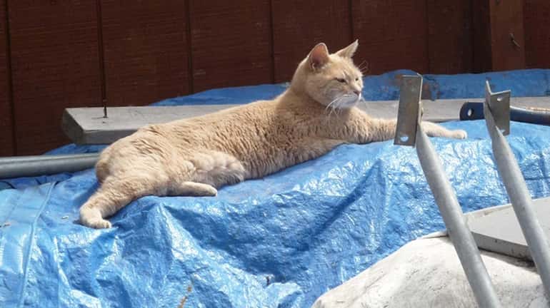 A cat named Stubbs lies on a tarp in an...