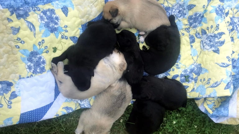 Luna's puppies, in pinwheel formation, at a West Babylon home...