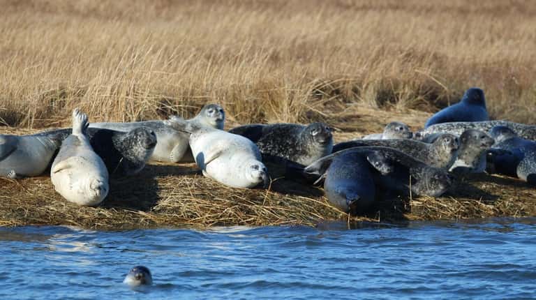 Spot seals at Cupsogue Beach in Westhampton Beach, more things to do this...