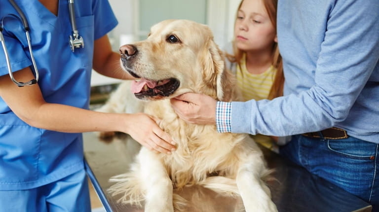 Before departing, check in with your vet to make sure...