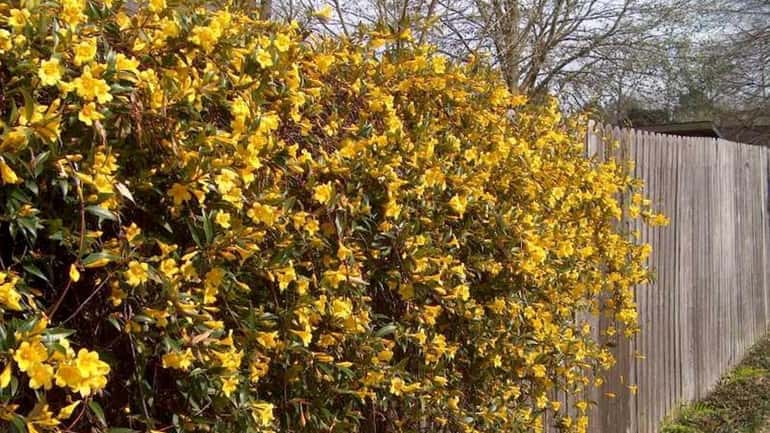 Gelsemium sempervirens, or Carolina yellow jasmine, is a hardy evergreen...