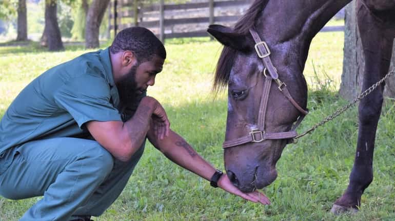 The horse Quick Call at the Wallkill Correctional Facility in...