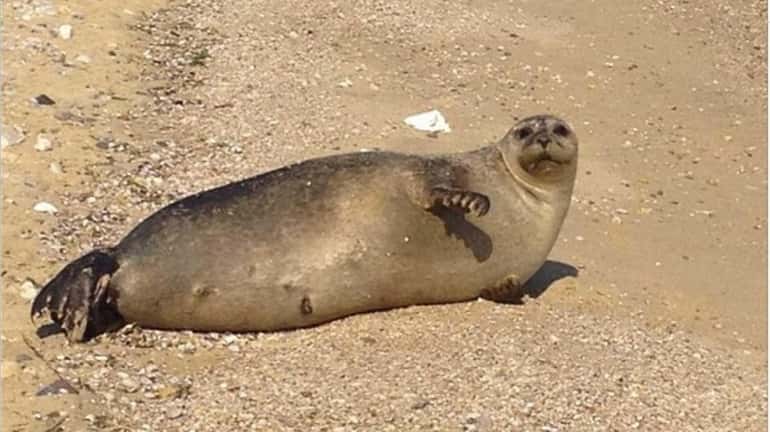 A harbor seal was lounging at Stehli Beach in Bayville...