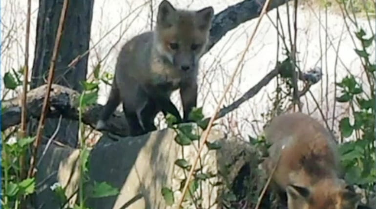 Officials in Merrick say red foxes have taken up residence...