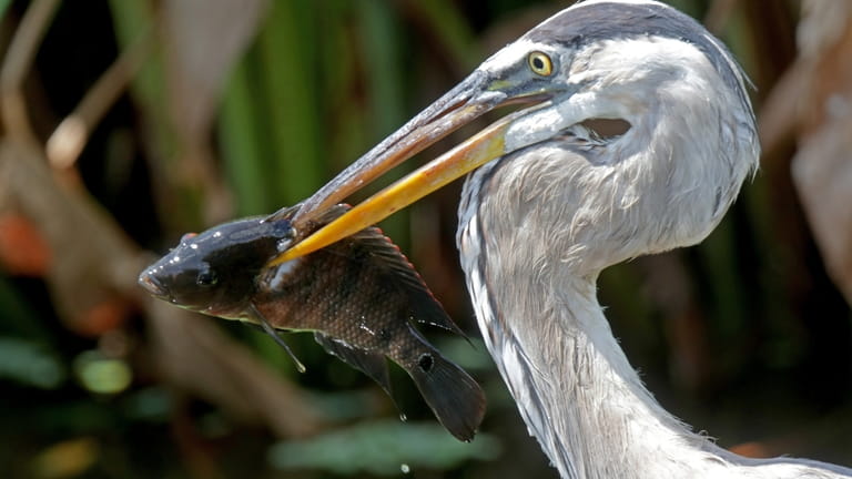 A great blue heron walks away with a fish in...