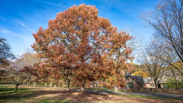 Fall foliage at Planting Fields Arboretum State Historic Park in...