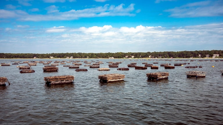 Hampton Oyster Company has 500 cages on the Peconic Bay.