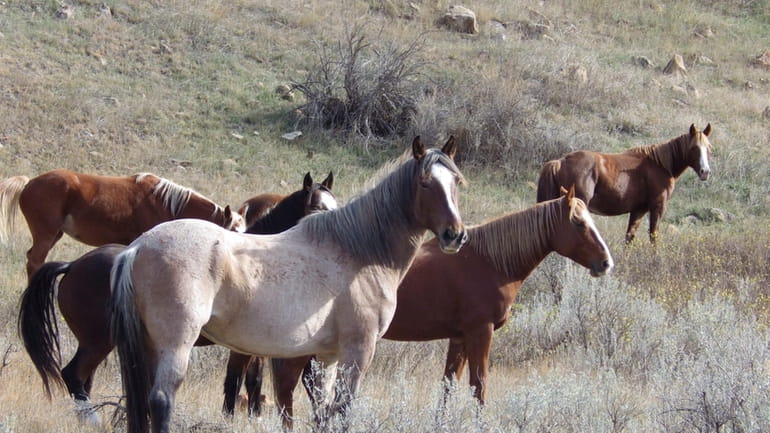 Wild horses stand in a group along a hiking trail...