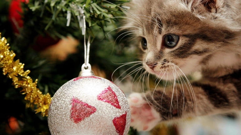 A cat near a Christmas ornament.