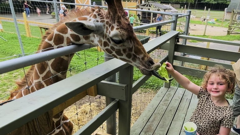Gia Rizzo of Franklin Square feeds the giraffe at the...