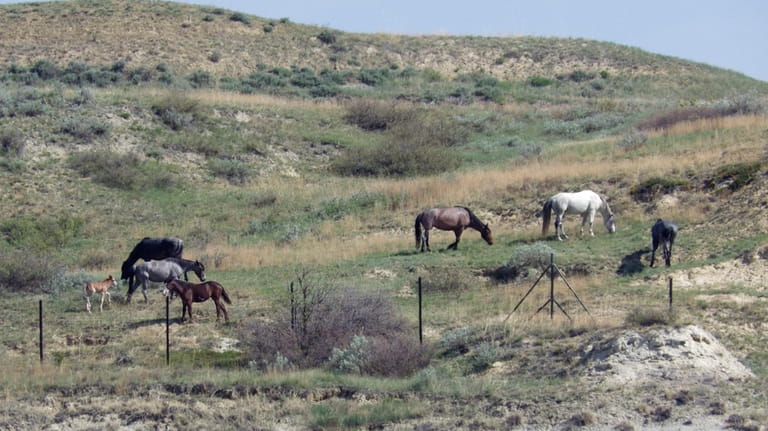 Wild horses graze on a hillside by the boundary fence...