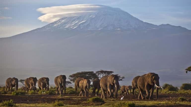 A herd of adult and baby elephants walks in the...