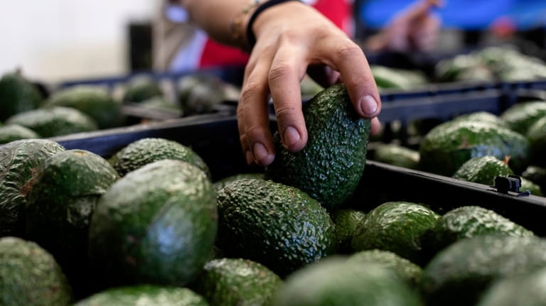 A worker packs avocados at a plant in Uruapan, Michoacan...