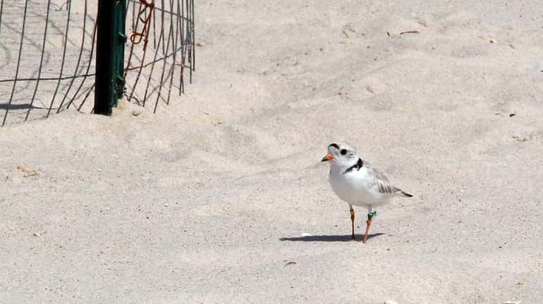 A piping plover guards its nest outside an "exclosure" on...