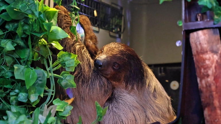 Hauppauge-based Sloth Encounters has sold 30-minute holding and feeding sessions with its...