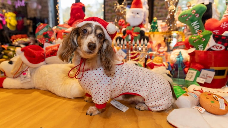 Dachshund Sadie wears a holiday outfit at The Pet Store Next Door...