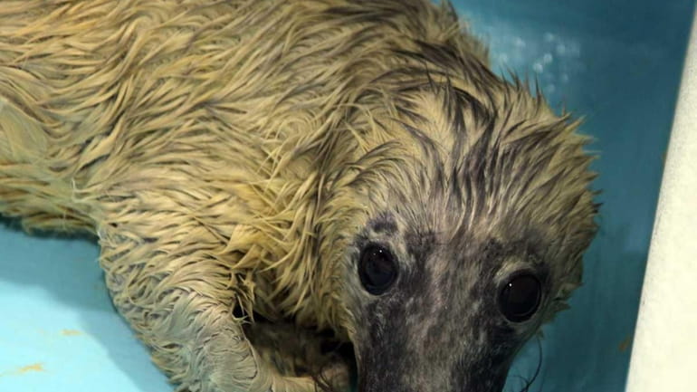 This baby seal pup was being nursed back to health...