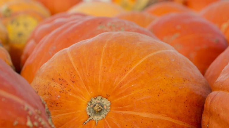 This 2012 file photo shows pumpkins at Rottkamp's Fox Hollow...