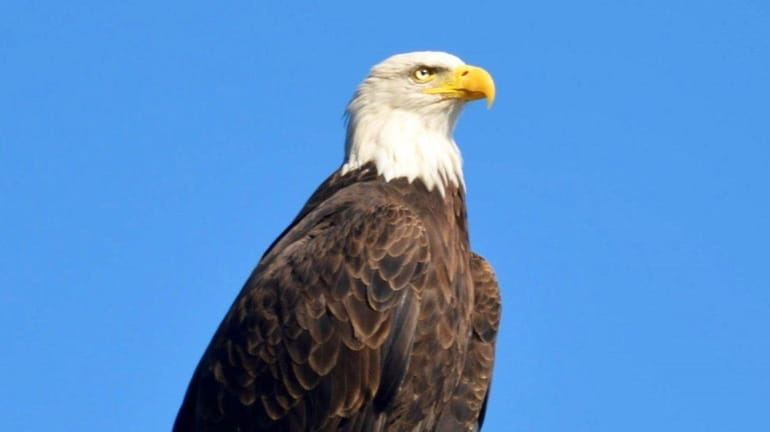 An adult bald eagle surveys Beaver Dam in Bayville during...