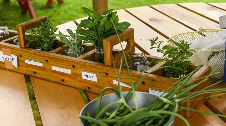 Herbs at the "sharing table" at the Sisters of St....