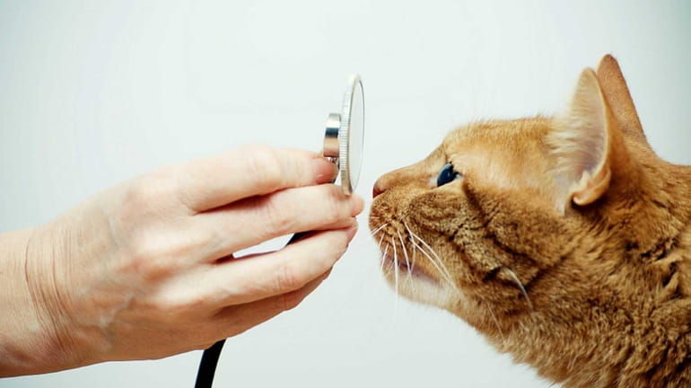 The question of whether to get health insurance for pets...