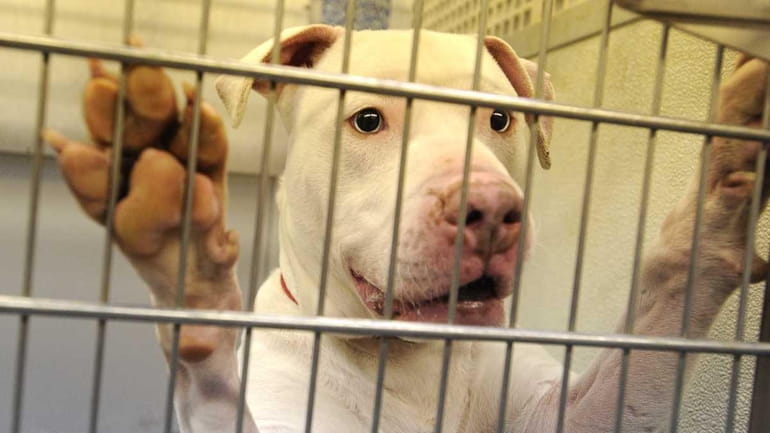 An American Staffordshire at the Town of Hempstead animal shelter...