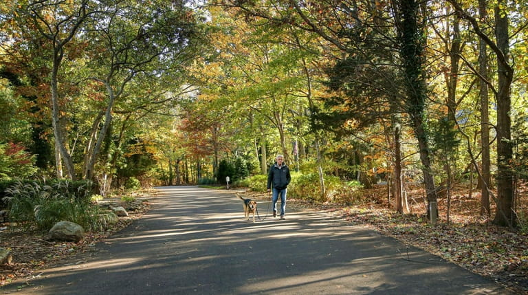 Mel Kravitz walks his dog, Chloe, through the tree-lined streets...