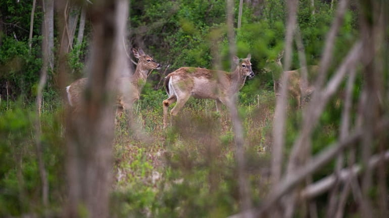 Controlling deer, like these seen recently on North Midway Road, that...