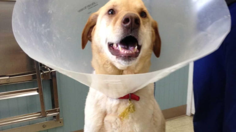 Teddy, 9, a Labrador mix, was found on the streets...