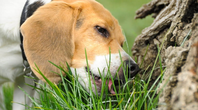 A beagle chews on the green grass at the base of...