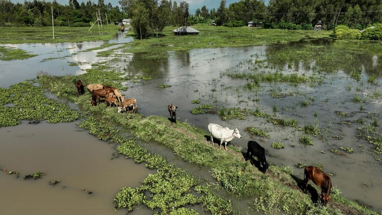 Cows graze in a flooded paddock in Kisumu, Kenya Wednesday,...
