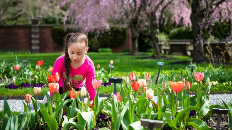 Sophia Giron, of Massapequa, looks at the tulips at the...