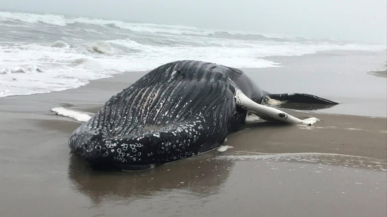 A dead humpback whale was found washed ashore on Rockaway...