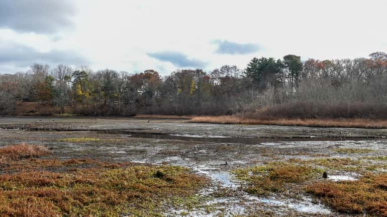 Lily Lake in Yaphank is overrun with invasive plants and...
