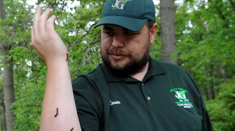 Certified arborist Evan Dackow shows gypsy moth caterpillars on his...
