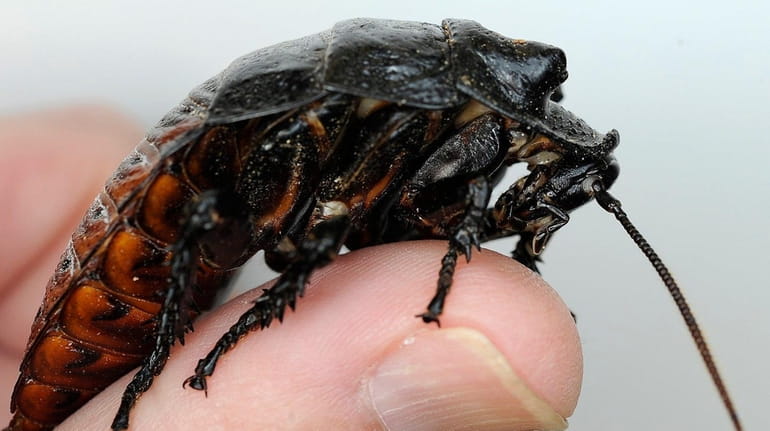 A Madagascar hissing cockroach will be among the bugs that...