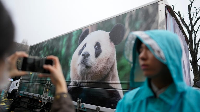 A vehicle carrying Fu Bao, the first giant panda born...