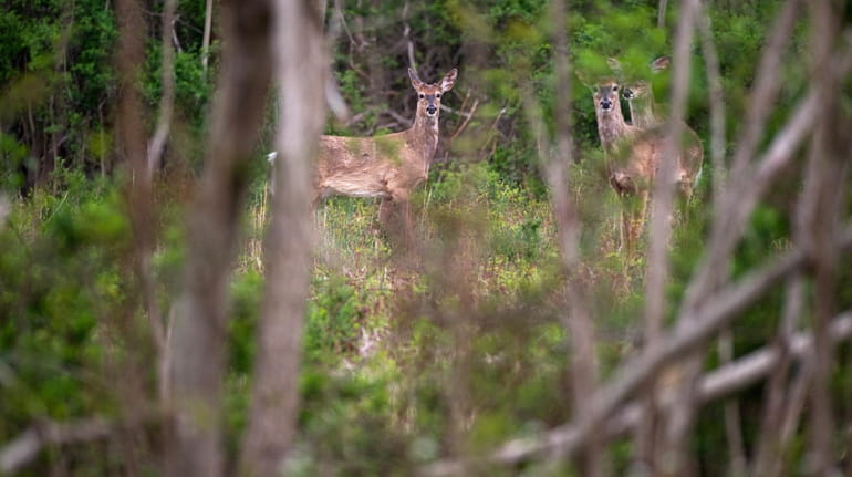 Deer seen on Shelter Island in April. The state Court...
