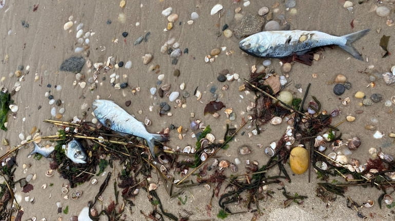 Some of the fish that have washed up on beaches...