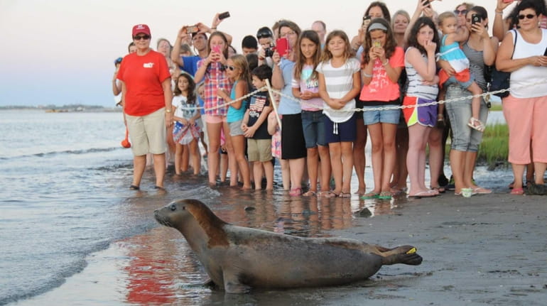 A seal named "Catwoman" is released into the water off...