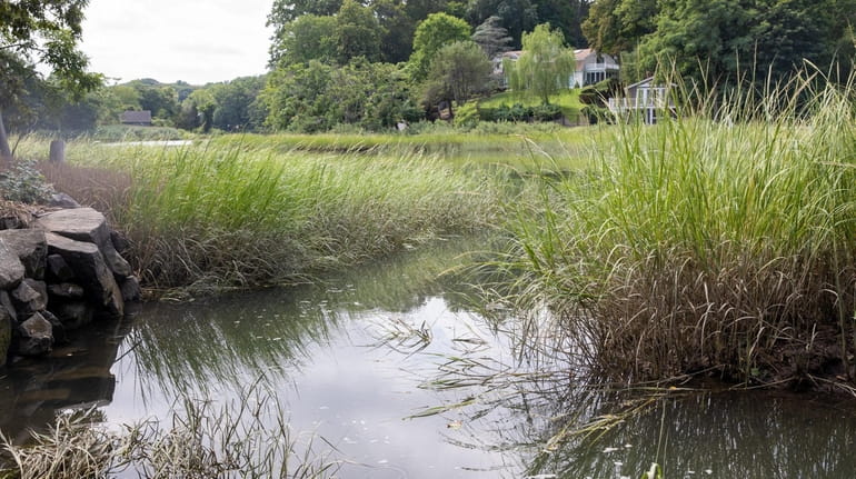 Advocates say pollution from storm-water runoff has led to vegetation...