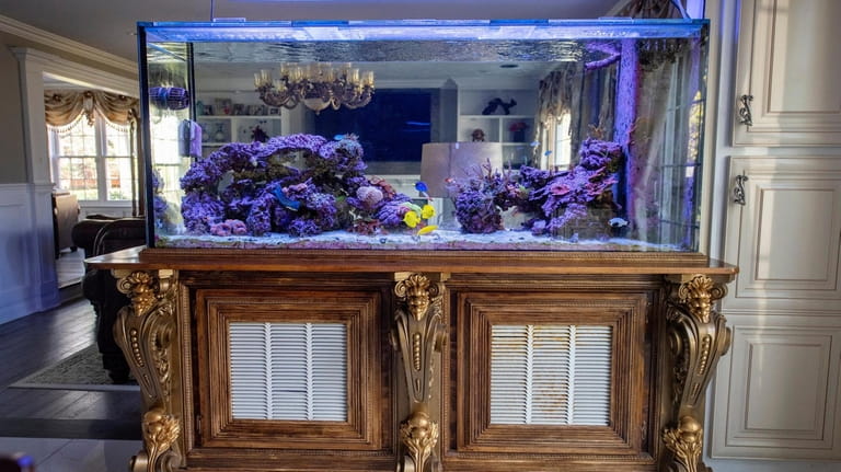 Kenneth Wang's 220-gallon tank at his Roslyn Heights home.