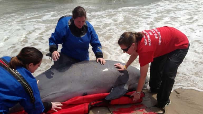 Members of the Riverhead Foundation prepare to remove a dolphin...